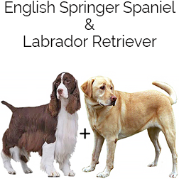 Labradinger Dog